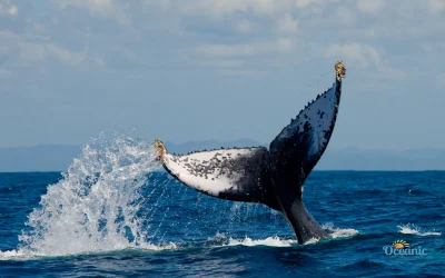 Humpback whales during a whale-watching tour in Puerto López, Manabí, Ecuador
