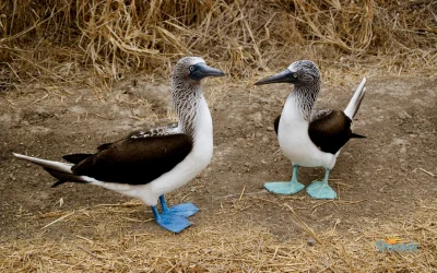Blue-footed boobies on Isla de la Plata, Ecuador